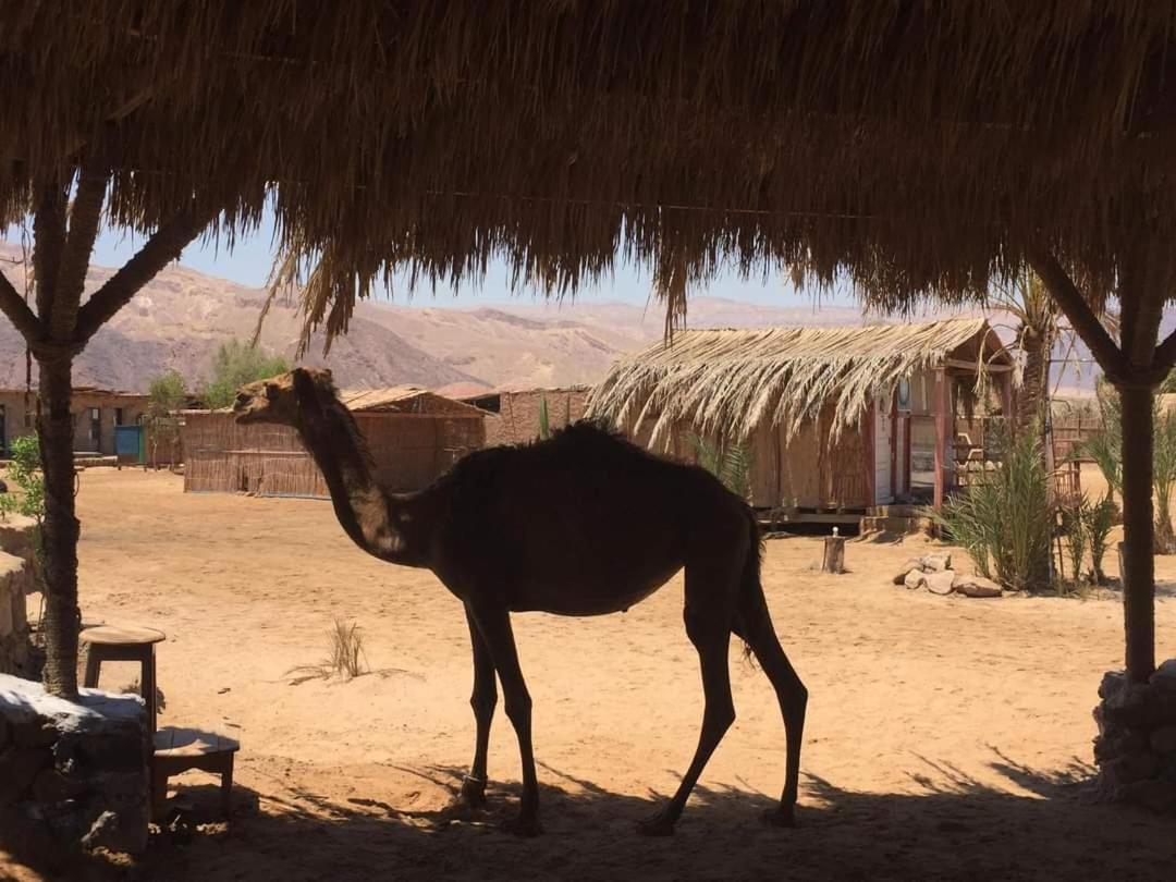 Diana Beach Camp Nuweiba Exterior photo